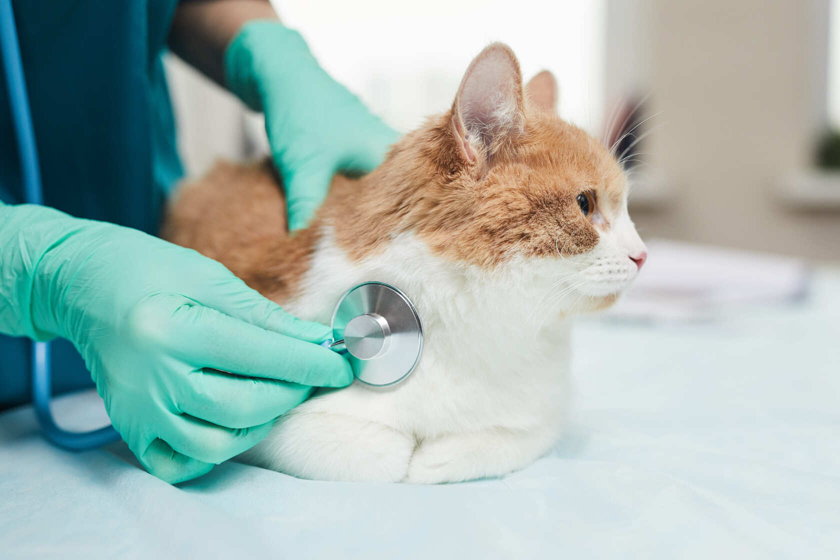 auscultando a un gato